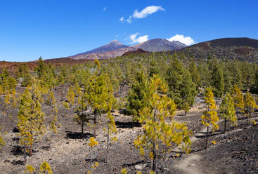 Herbstlicher Hain auf der Insel Teneriffa - WWF05549