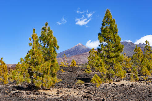 Herbstbäume in felsigem Gelände auf der Insel Teneriffa - WWF05552