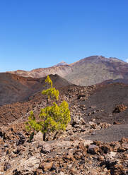 Einzelner Baum in braunem Vulkangestein auf der Insel Teneriffa - WWF05564