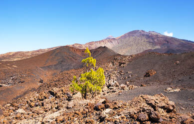 Einzelner Baum in braunem Vulkangestein auf der Insel Teneriffa - WWF05565