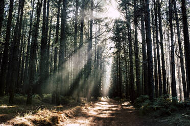 Sunbeam through trees at El Teide National Park, Tenerife, Spain - SIPF02197