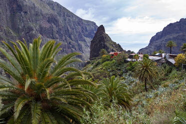 Spanien, Provinz Santa Cruz de Tenerife, Masca, Palmen vor einem Bergdorf im Macizo de Teno-Gebirge - WWF05574