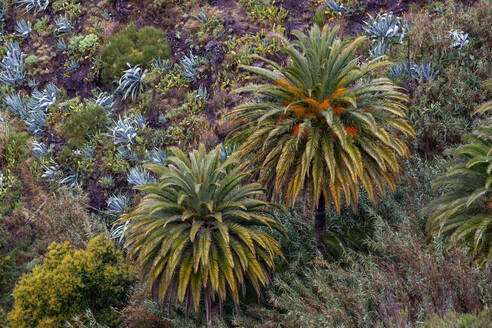 Kanarische Dattelpalmen (Phoenix canariensis) im Freiland - WWF05579