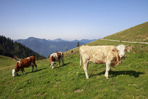 Rinder grasen im Sommer auf einer Alpweide - WIF04356