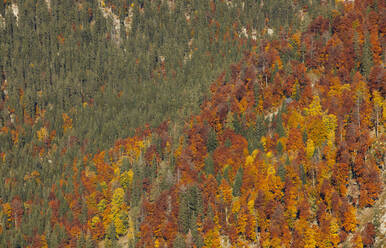 Luftaufnahme von grünen und orangefarbenen Bäumen im Herbst, Altaussee, Salzkammergut, Steiermark, Österreich - WWF05599