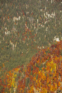 Blick von oben auf grüne und orangefarbene Bäume im Herbst, Altaussee, Salzkammergut, Steiermark, Österreich - WWF05600