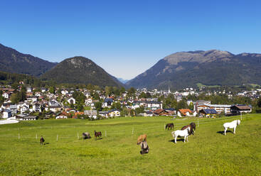 Weidende Pferdeherde auf einer Wiese bei der Stadt vor blauem Himmel an einem sonnigen Tag, Salzkammergut, Österreich - WWF05611