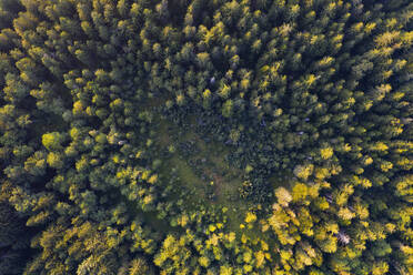 Luftaufnahme von Bäumen im Mondseeland im Herbst, Salzkammergut, Österreich - WWF05614