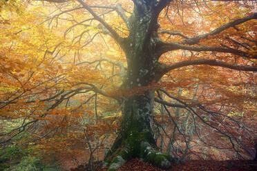 Urbasa-Andía Natural Park during autumn at Spain - DSGF02312