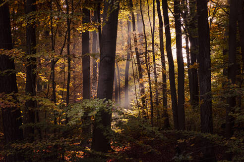 Herbstbäume im Wald bei Sonnenuntergang, Bayern, Europa, Deutschland - FCF01900