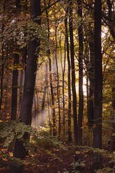 Sonnenlicht strömt durch Bäume im Wald im Herbst, Bayern, Europa, Deutschland - FCF01901
