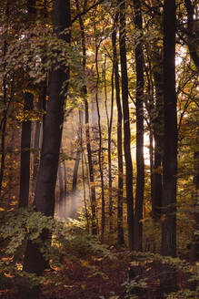 Sonnenlicht strömt durch Bäume im Wald im Herbst, Bayern, Europa, Deutschland - FCF01901