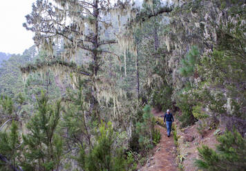 Wanderer auf einem Bergpfad im Wald am Barranco Madre del Agua, Teneriffa, Spanien - WWF05625