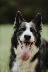 Schwarzer Collie-Hund im öffentlichen Park - GMLF00783