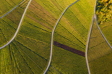 Aerial view of vast countryside vineyards in autumn - WDF06380