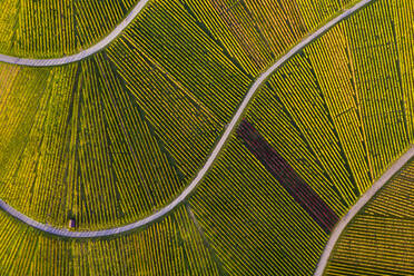 Luftaufnahme der ausgedehnten ländlichen Weinberge im Herbst - WDF06381