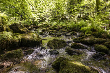 Der Fluss Alb fließt zwischen moosbewachsenen Felsen im Schwarzwald, Deutschland - WDF06384