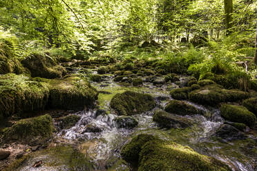 River Alb flowing between mossy rocks in Black Forest, Germany - WDF06384