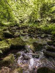 River Alb flowing between mossy rocks in Black Forest, Germany - WDF06385