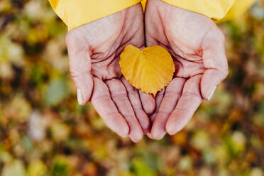 Woman's hands holding autumn leaf - EBBF01220