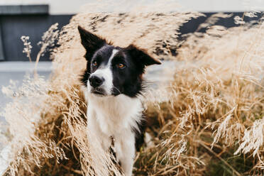 Border coolie dog standing among leaves - EBBF01227