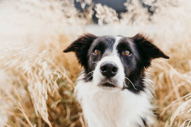 Close-up of border collie dog among leaves - EBBF01228