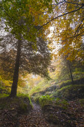 Bäume im Wald während der Herbstzeit - MCVF00641