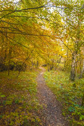 High angle view of pathway seen in forest during autumn - MCVF00642