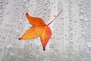 Herbstblatt auf der Motorhaube eines Autos liegend, bedeckt mit Regentropfen - JTF01722
