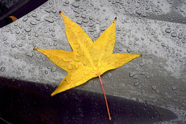 Gelbes amerikanisches Süßholzblatt (Liquidambar styraciflua) auf der Motorhaube liegend, bedeckt mit Regentropfen - JTF01723