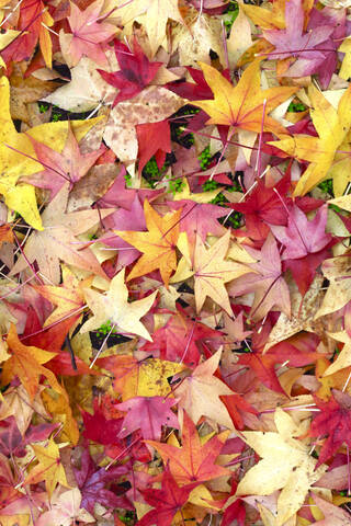 Fallen leaves of American sweetgum (Liquidambar styraciflua) stock photo