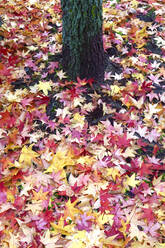 Abgefallene Blätter des Amerikanischen Süßholzes (Liquidambar styraciflua) - JTF01725