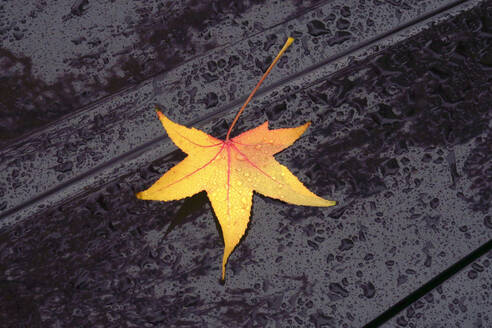 Gelbes amerikanisches Süßholzblatt (Liquidambar styraciflua) auf der Motorhaube liegend, bedeckt mit Regentropfen - JTF01726