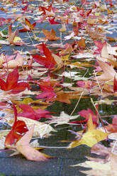 Abgefallene Blätter des Amerikanischen Eibischs (Liquidambar styraciflua), die im Herbst auf dem Bürgersteig liegen - JTF01728