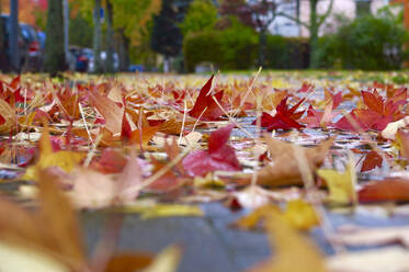 Abgefallene Blätter des Amerikanischen Eibischs (Liquidambar styraciflua), die im Herbst auf dem Bürgersteig liegen - JTF01729