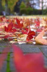 Abgefallene Blätter des Amerikanischen Eibischs (Liquidambar styraciflua), die im Herbst auf dem Bürgersteig liegen - JTF01730