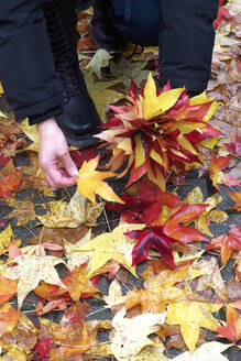 Arme einer Frau, die abgefallene Blätter von amerikanischem Süßholz (Liquidambar styraciflua) aufhebt - JTF01731