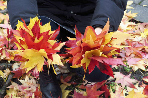 Arme einer Frau, die einen Strauß gefallener amerikanischer Eibischblätter (Liquidambar styraciflua) in Richtung Kamera hält - JTF01732