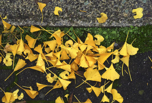 Fallen ginkgo (Ginkgo biloba) leaves lying outdoors in autumn - JTF01734