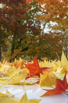 Abgefallene Blätter des Amerikanischen Eibischs (Liquidambar styraciflua), die im Herbst auf dem Dach eines Autos liegen - JTF01736