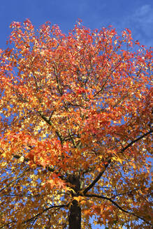 Amerikanischer Süßholzbaum (Liquidambar styraciflua) im Herbst - JTF01737