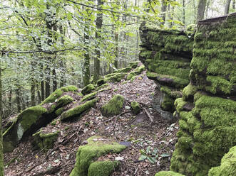 Moosbedeckte Felsen im Pfälzerwald - GWF06783