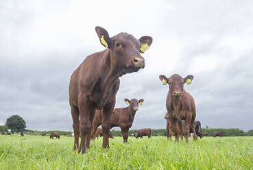 Rotbunte Kühe grasen auf einem Feld gegen den Himmel - AJOF00530