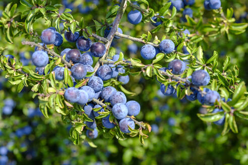 Nahaufnahme von reifen Schlehenbeeren im Garten - LBF03258