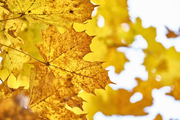 Yellow autumn leaves - MRF02361