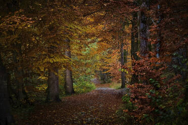 Wanderweg im herbstlichen Wald - MRF02362