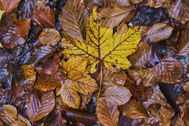 Pile of autumn leaves - MRF02363