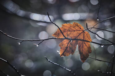 Tree branch with single leaf in autumn - MRF02367