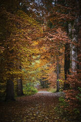 Footpath in autumn forest - MRF02368