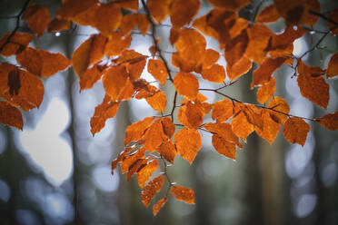 Baumzweige im Herbst - MRF02369